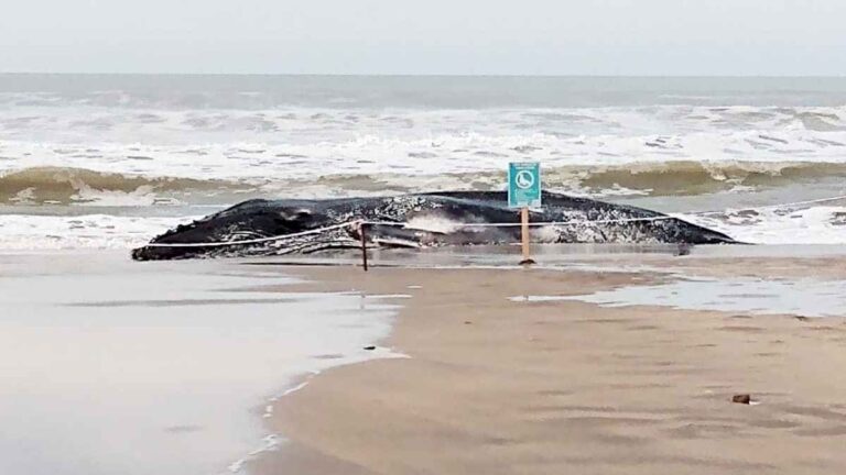 misterio-y-especulaciones-por-la-aparicion-de-una-ballena-muerta-en-pinamar