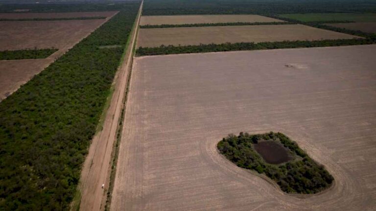 denunciaron-a-funcionarios-y-empresarios-de-chaco-de-armar-un-sistema-para-desmontar-bosque-nativo