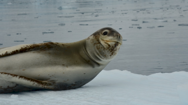 alerta-por-contaminacion:-cientificos-encontraron-residuos-y-microplasticos-en-heces-de-focas-en-la-antartida