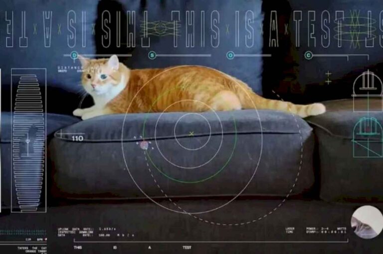 nuevo-record-de-la-nasa:-el-video-de-un-gato-que-supero-los-limites-de-la-transmision-interplanetaria