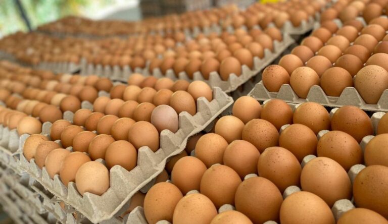 Productores avícolas preocupados por el crecimiento del contrabando de huevos desde Bolivia y Paraguay
