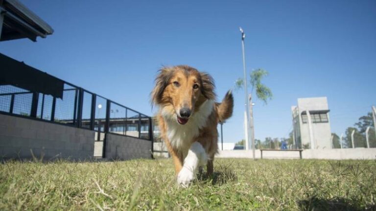 Para aprovechar: la Municipalidad hará una importante campaña de castración de mascotas este sábado