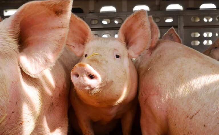 Un matrimonio correntino denunció haber sido esclavizado en un frigorífico en Polonia