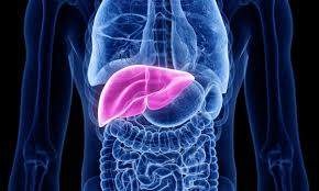 Un mecanismo de regeneración del hígado