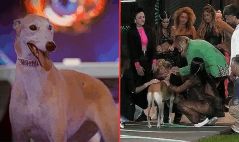 Se conoció el motivo por el que Paris, la perrita de Gran Hermano, no puede regresar a la casa