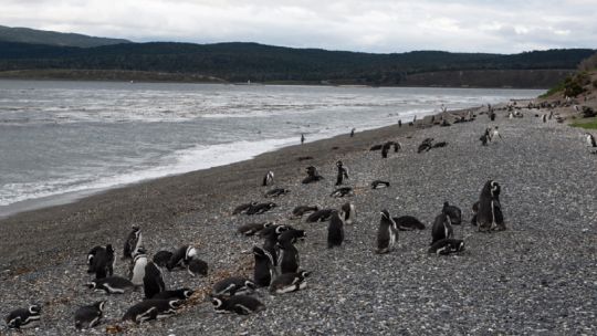 Día Mundial de los Pingüinos: qué nos advierten acerca del estado de los océanos?