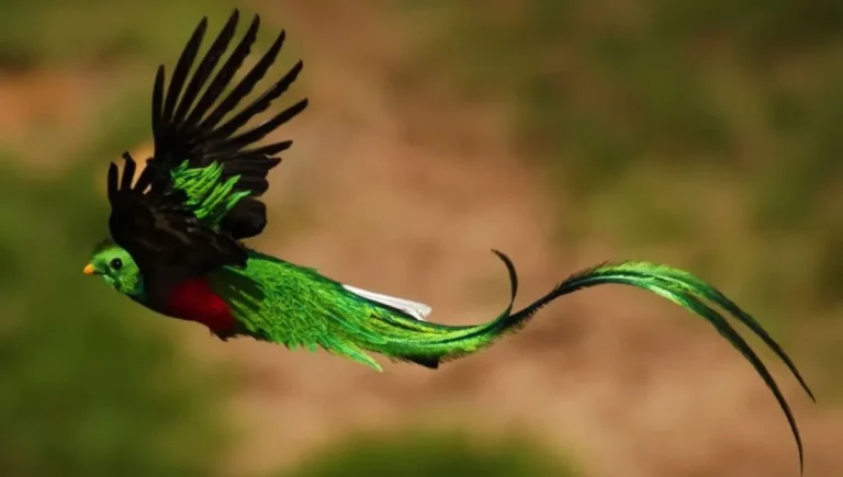 El pájaro más hermoso del mundo es nativo de América Latina