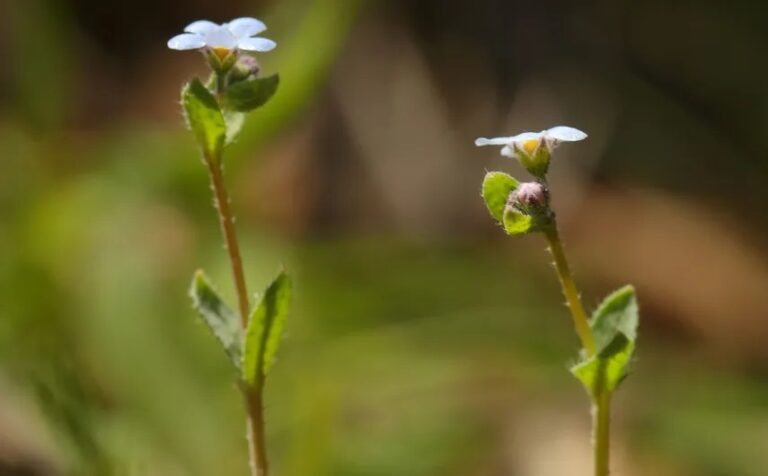 Confirman redescubrimiento de especie vegetal en Sevilla tras 42 años dada por extinta
