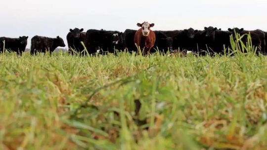 Cuáles son los reclamos del sector agropecuario y ganadero hacia el Gobierno
