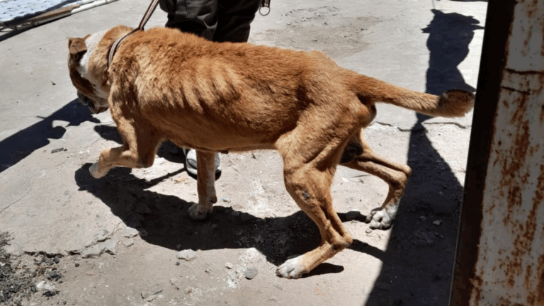 Tenía a su perro en pésimas condiciones en su casa y lo multaron con medio millón de pesos