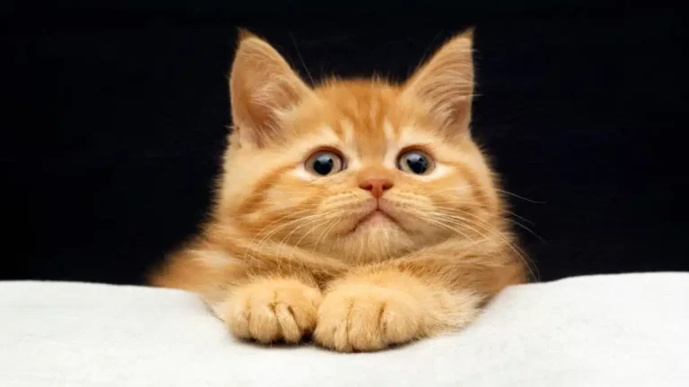 Fue identificado el gen que da el color naranja a los gatos
