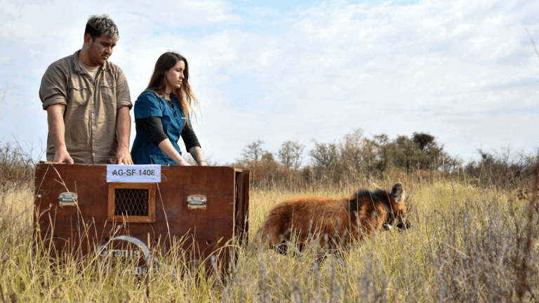 Rescataron a un aguará guazú, le hicieron controles y lo liberaron en su hábitat natural