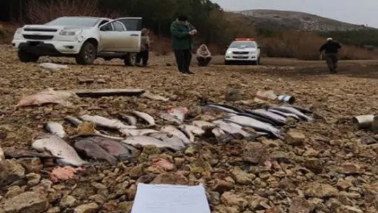 Guardafaunas secuestraron 39 truchas a furtivos en el sur