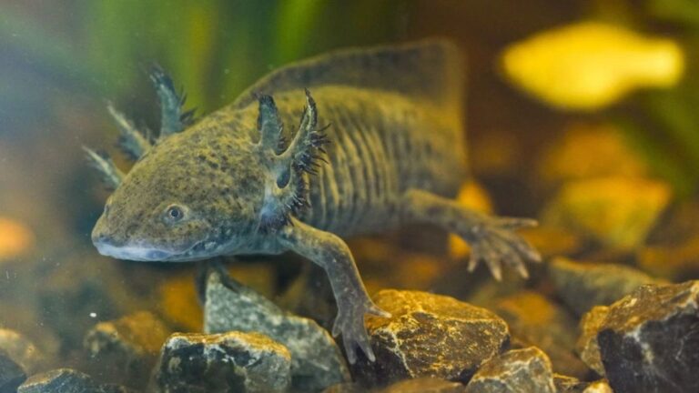 Hay cada vez menos ajolotes en México, pero científicos buscan su ADN