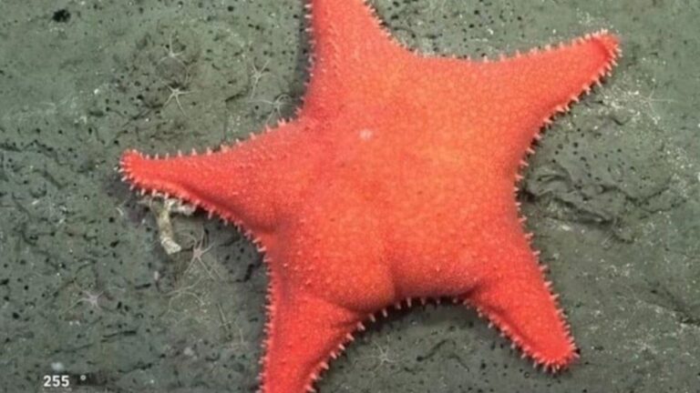 Una fábrica de pastas creó sorrentinos con la forma de la «estrella culona» del CONICET