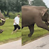 India: Turista fue pisoteado por un elefante tras intentar tomarse una selfie