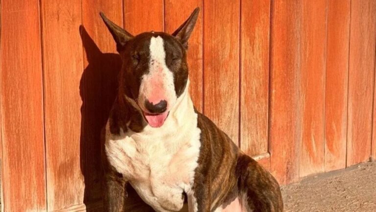 San Lorenzo: una mujer fue absuelta por matar a un perro que atentó contra su familia