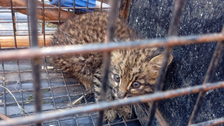 Encontraron un cachorro de gato montés escondido en una gomería de zona oeste