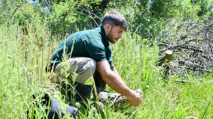 Liberaron a Ricardito en una reserva natural santafesina