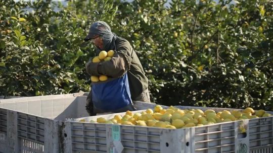 Cómo fue el desempeño de los cítricos durante 2025: El limón mantuvo niveles de producción estables