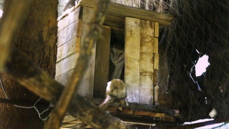 Promueven la colocación de refugios para las lechuzas campanario en el centro de Rosario