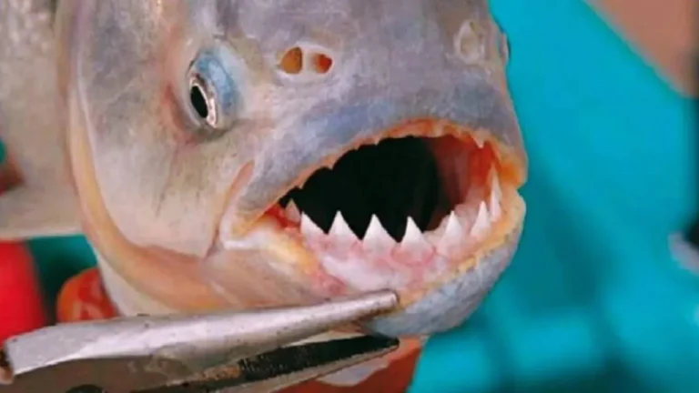 Alerta en las costas de Victoria: más de 40 personas fueron mordidas por palometas y un hombre sufrió la amputación de un dedo