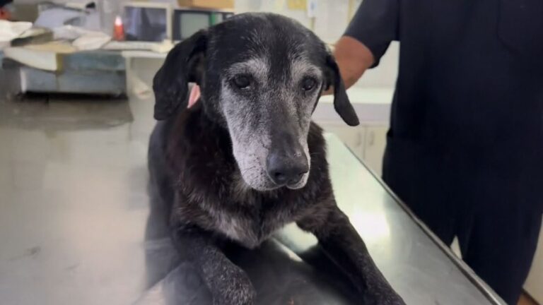 Horror en Rosario: denunciaron el abuso sexual de Negra, una perra comunitaria de barrio Godoy