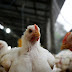 Uruguay declaró emergencia sanitaria tras la detección de casos de gripe aviar