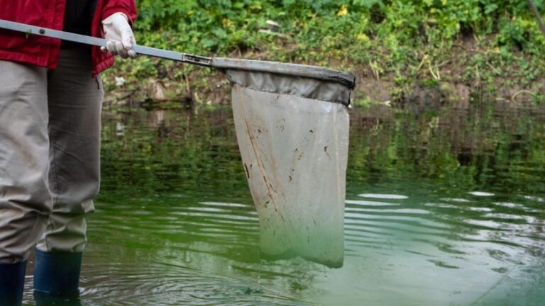 El gobierno de Santa Fe desliga la muerte de peces en el río Carcarañá del uso de agroquímicos
